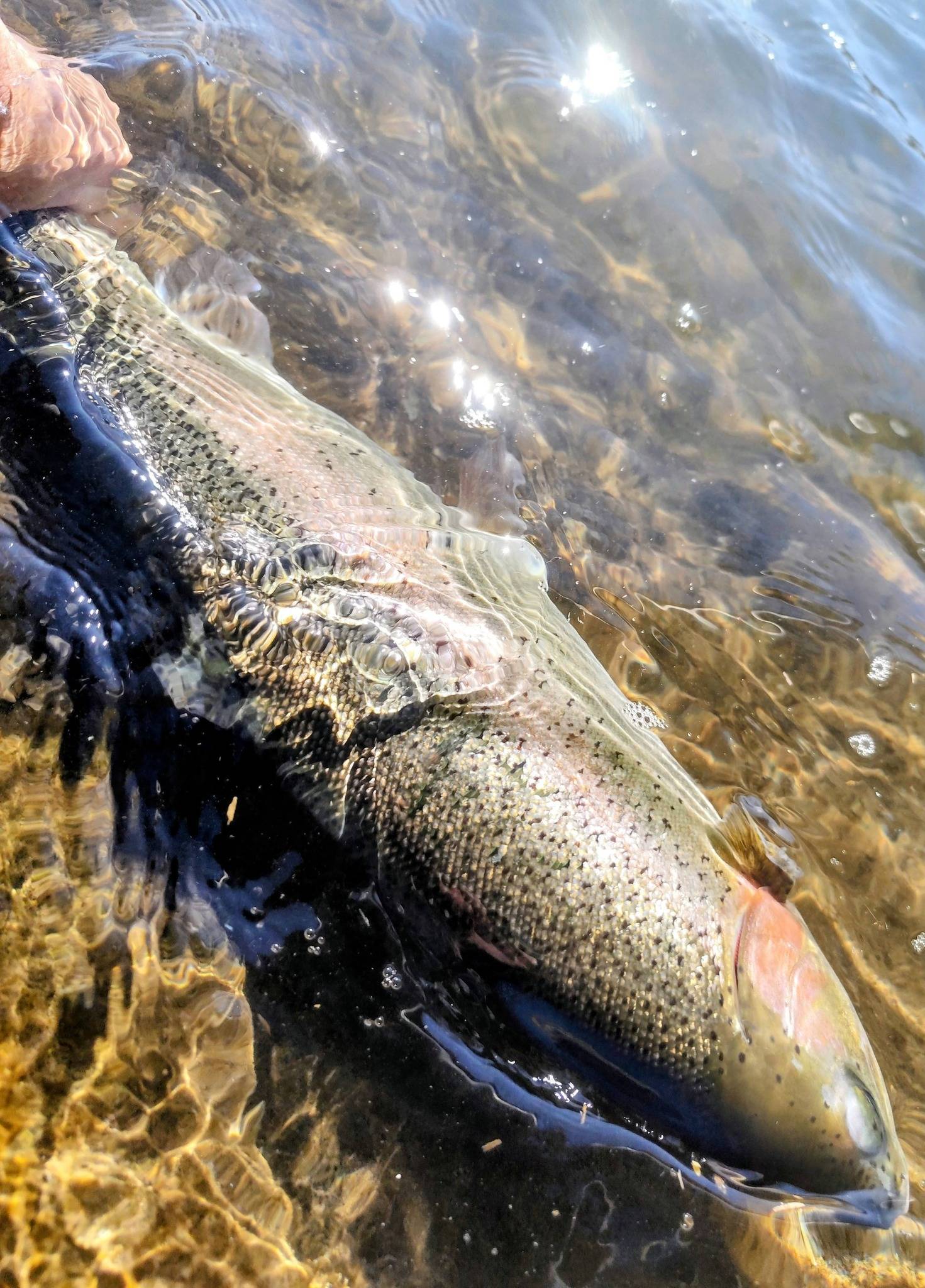 ここに画像のタイトルを入れる