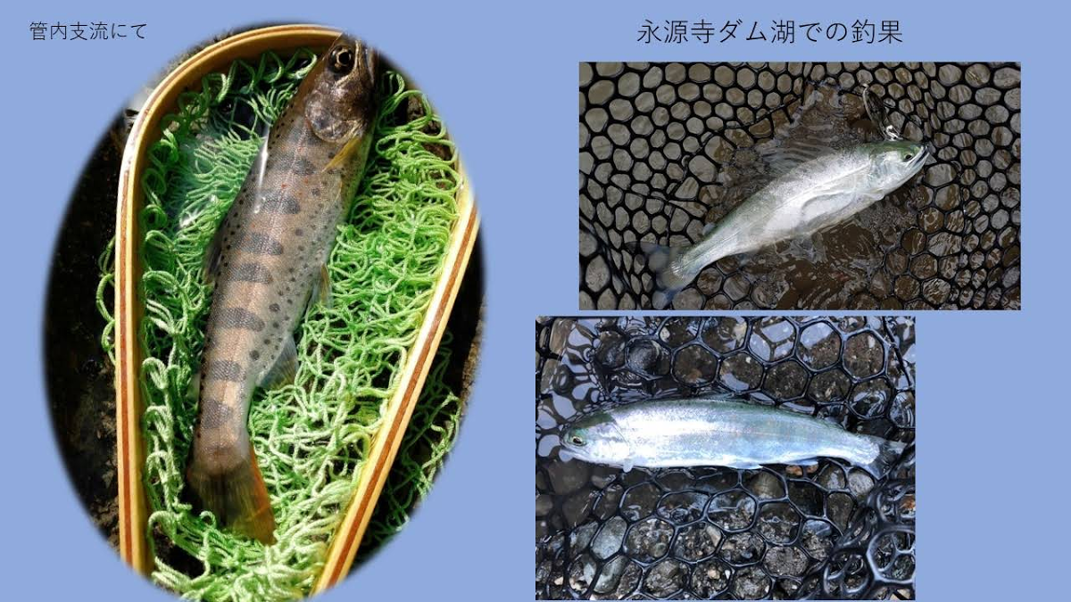 愛知川漁協 釣果情報 3 15 つりチケ 超簡単に遊漁券が買える