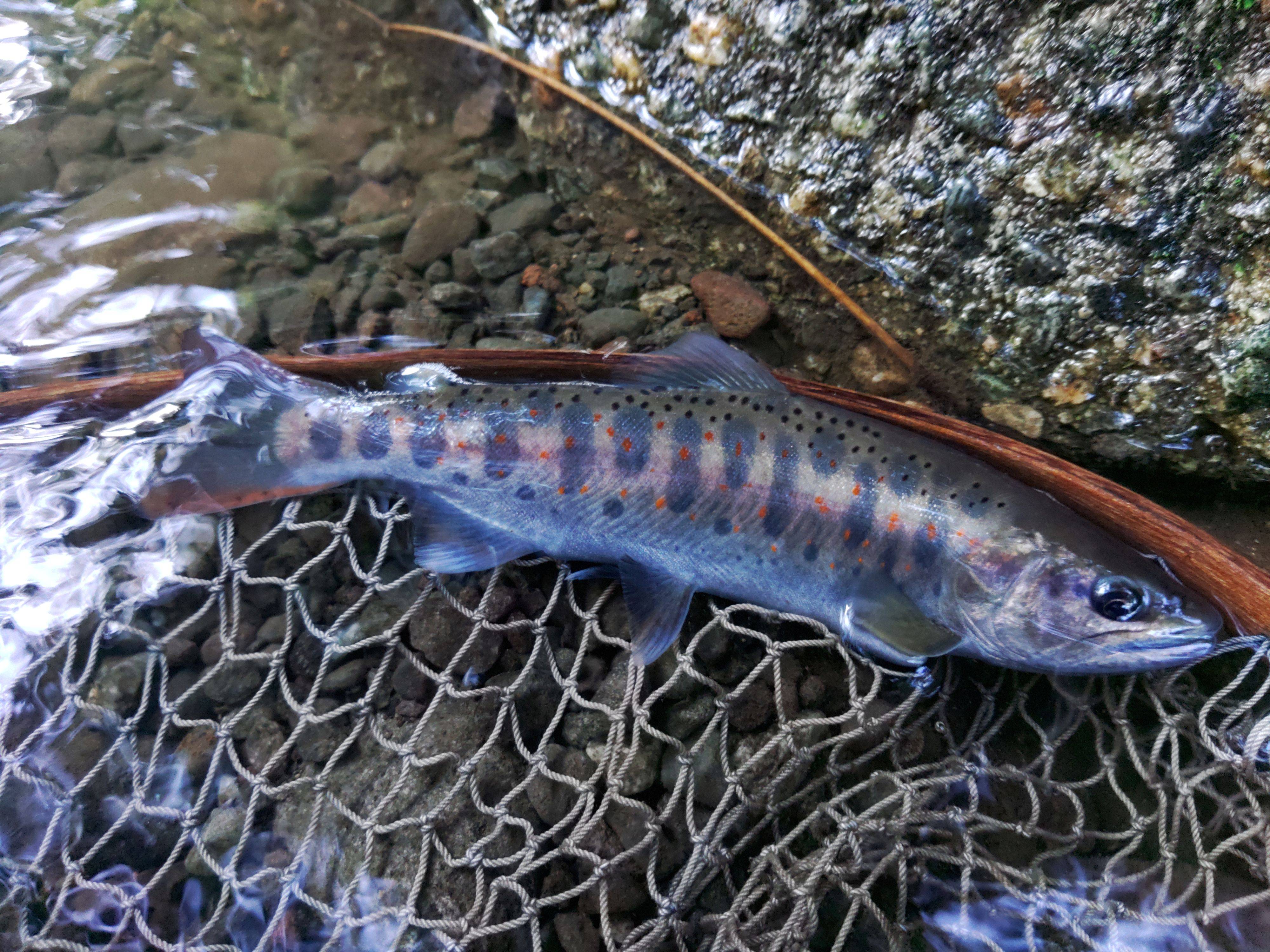 諏訪東部漁協_案内写真2