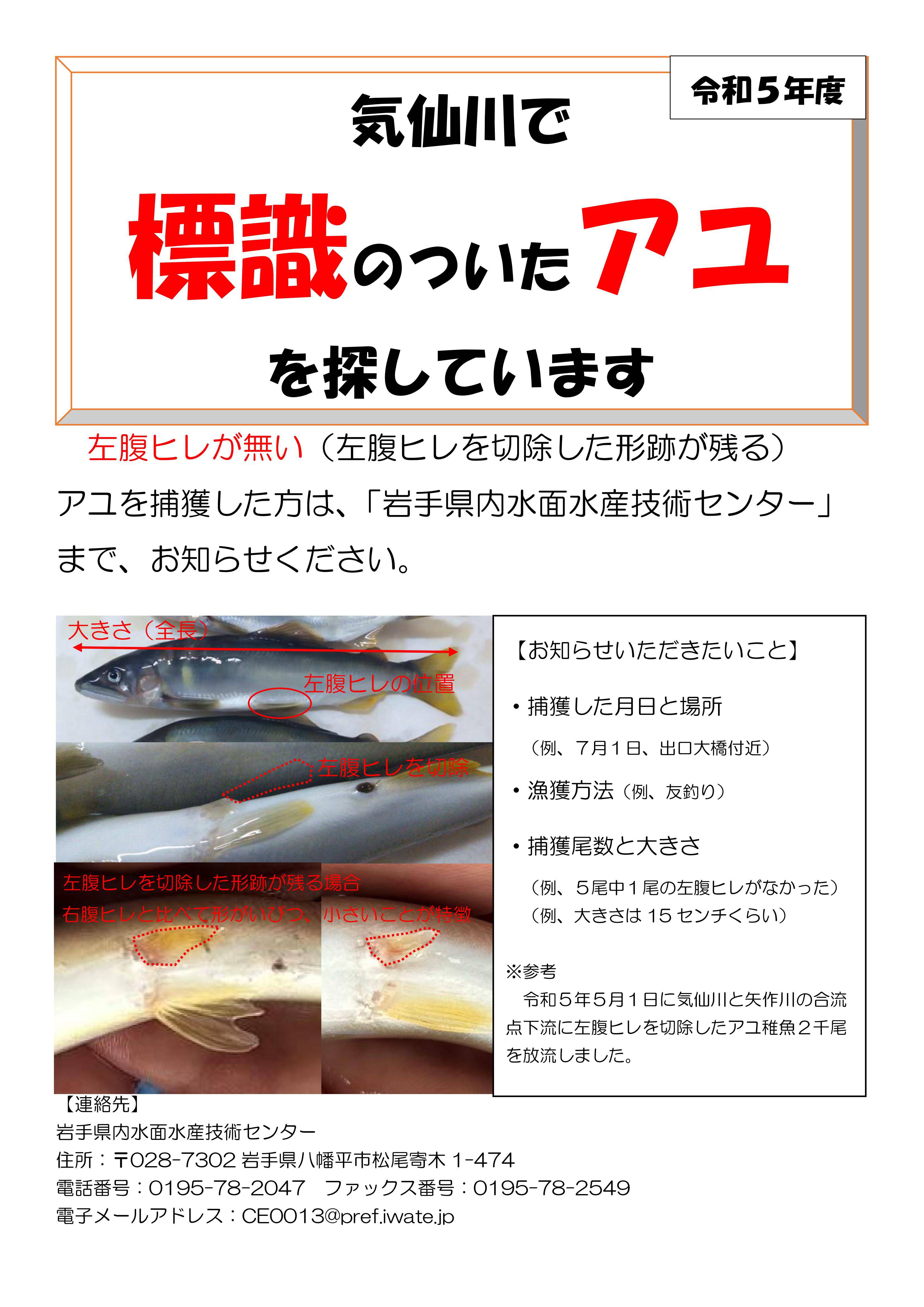 気仙川漁協 標識のついたアユを探しています。 | つりチケ | 超簡単に