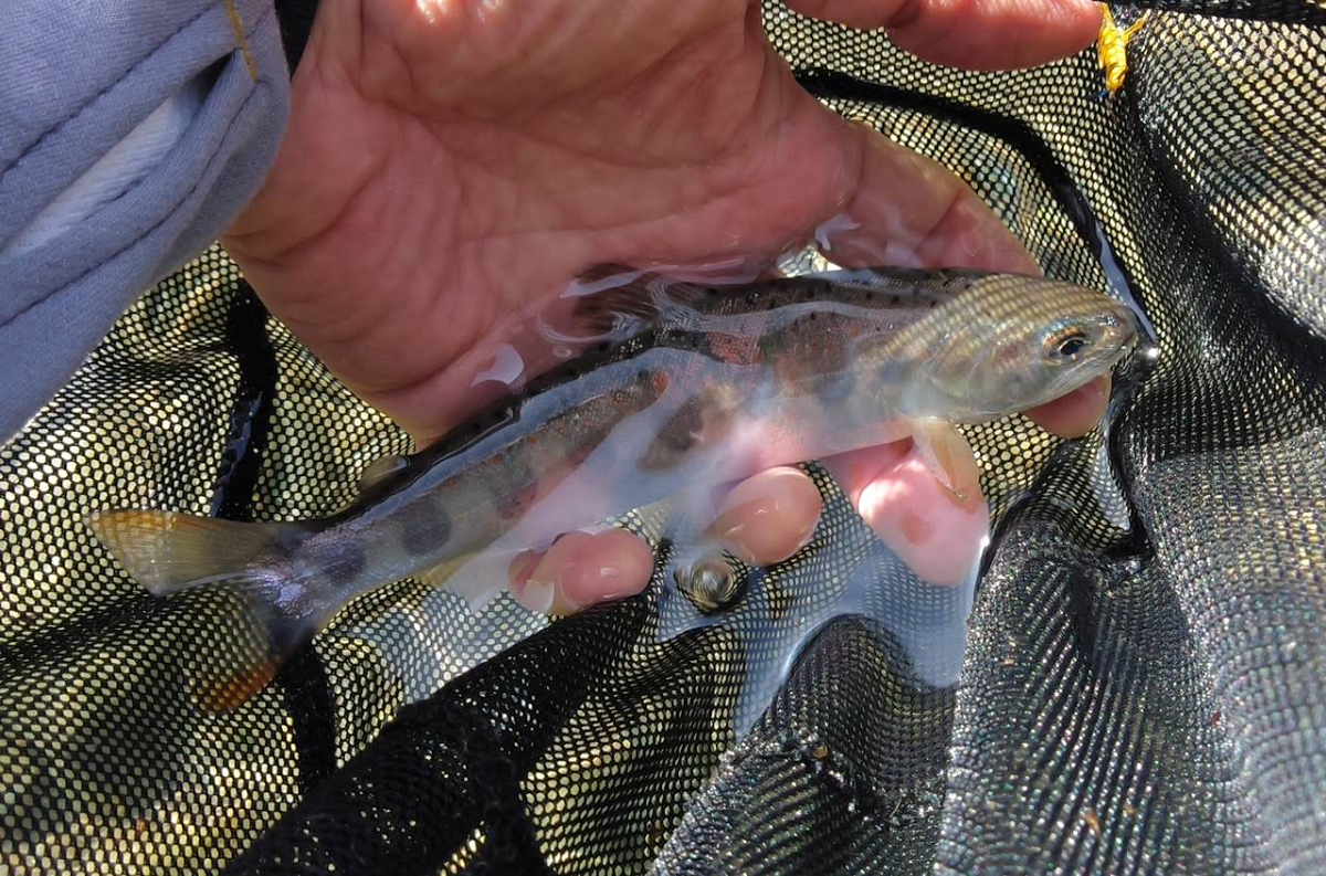 愛知川漁協 釣果情報 18 5 12 つりチケ 超簡単に遊漁券が買える