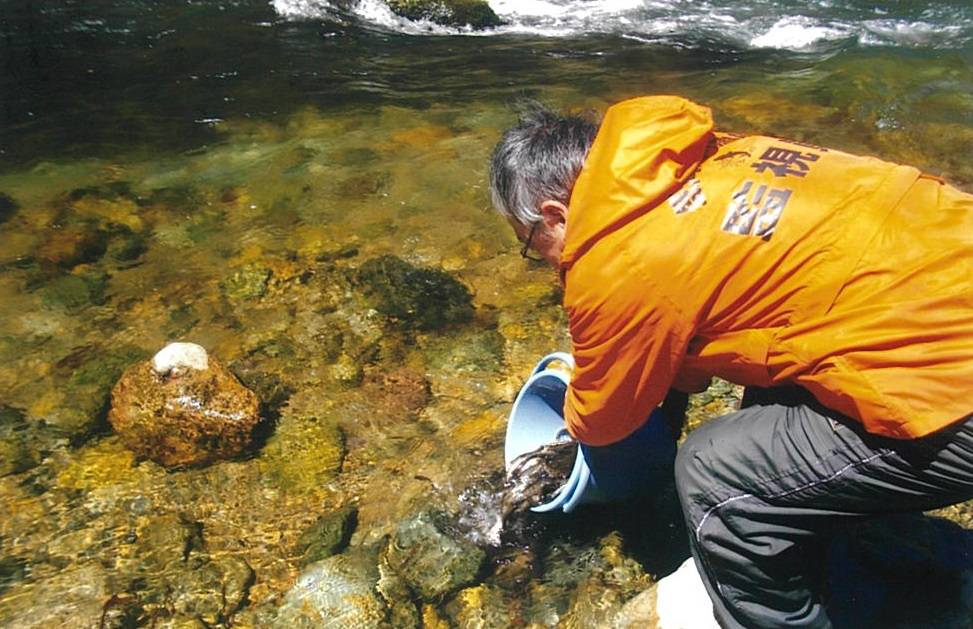 イワナ放流_砂子沢