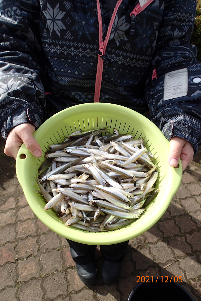 養老川漁協 釣果情報 21 12 5 つりチケ 超簡単に遊漁券が買える