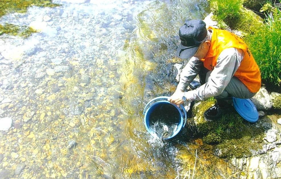 アユ稚魚放流