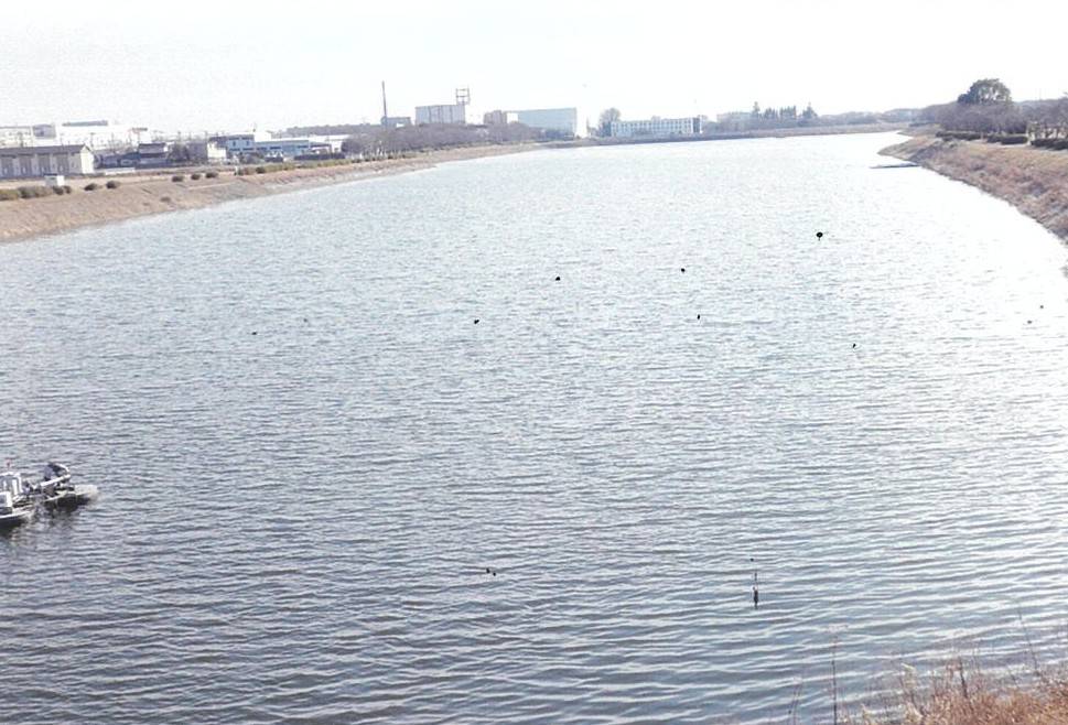 権現堂川（行幸湖）②